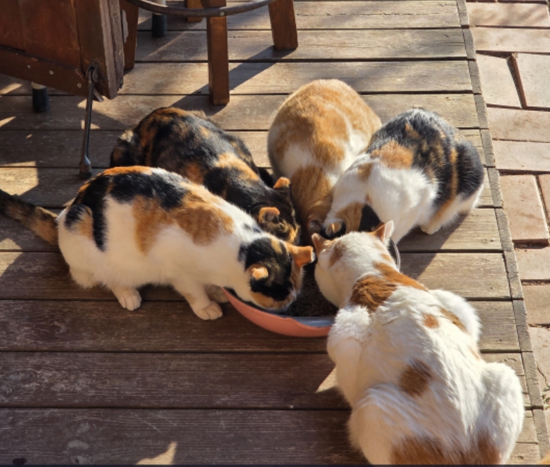 아침 식사 중인 고양이들