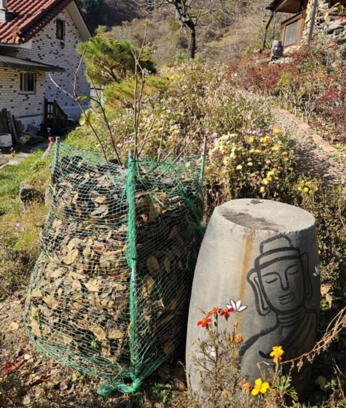 부직포로 감싼 감나무