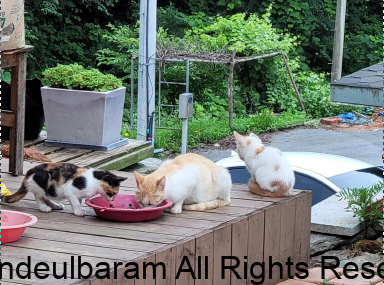 양이와 떠난아이와 미투가 밥먹는 장면