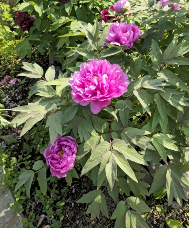 시골정원에 활짝핀 목단