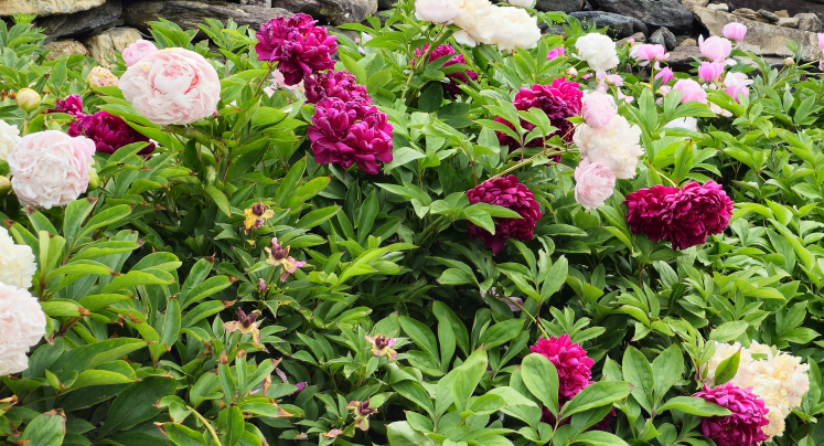 고향집의 겹작약