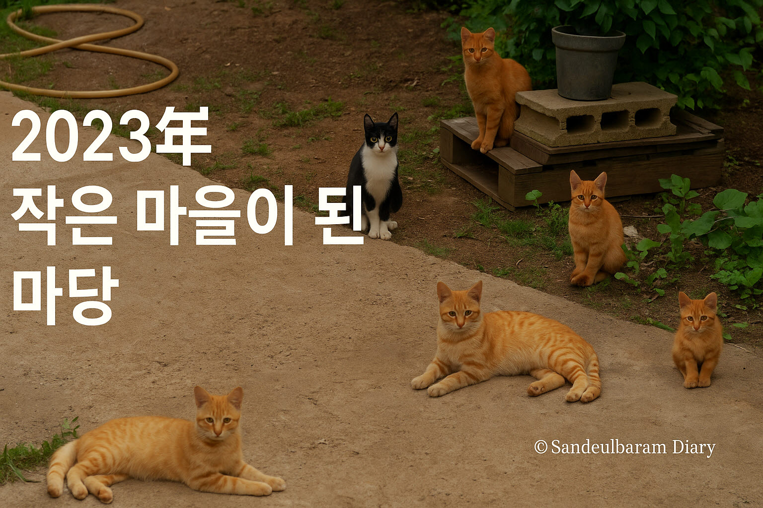 2023년 시골집 마당에서 여섯 마리 고양이가 편안하게 앉아 있는 모습. 앞쪽에는 치즈냥이들이 누워 있고, 뒤쪽에는 검은색과 노란색 고양이들이 자연스러운 분위기로 자리하고 있으며, 오른쪽 아래에는 © Sandeulbaram Diary 표기가 있는 16:9 대표 이미지.