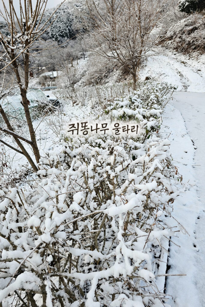 눈 내린 쥐똥나무 울타리 풍경