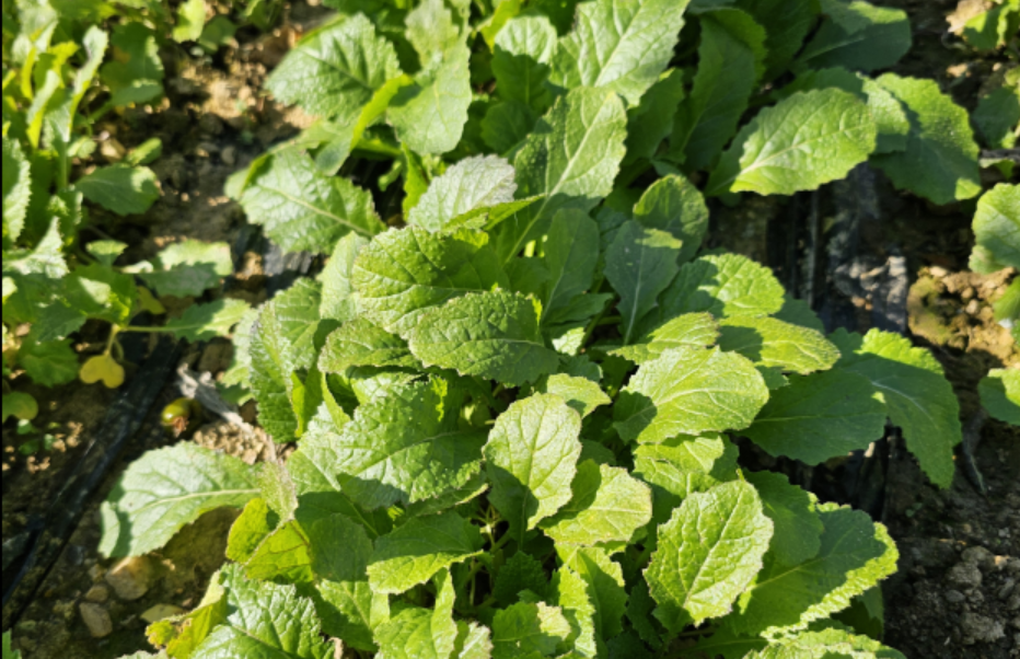 김장김치용으로 기른 갓