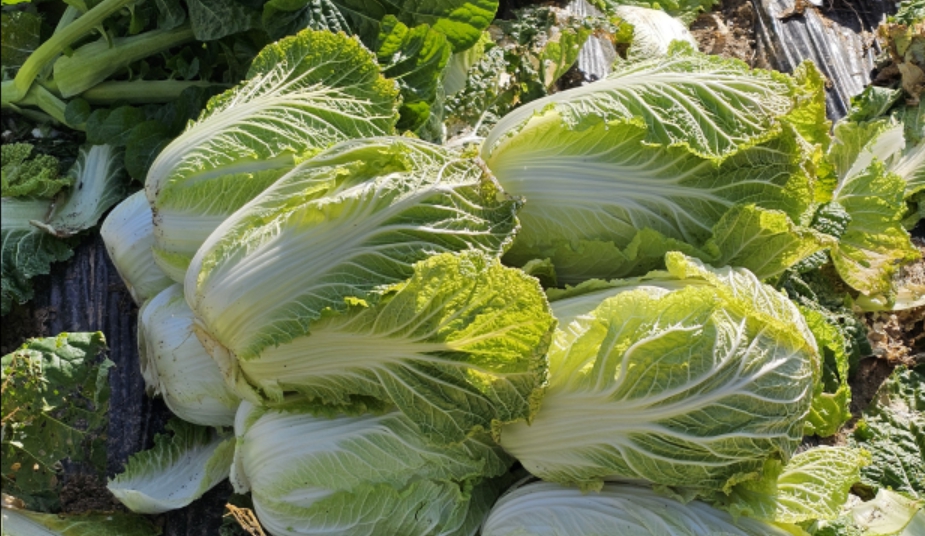 몇년간의 농사경험으로 생산한 김장용 배추