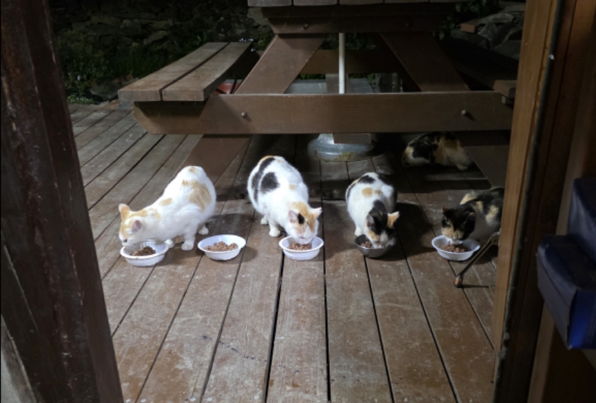 시골 뒷마당에 터를 잡은 4마리 고양이, 미투, 행운, 오복, 칠복