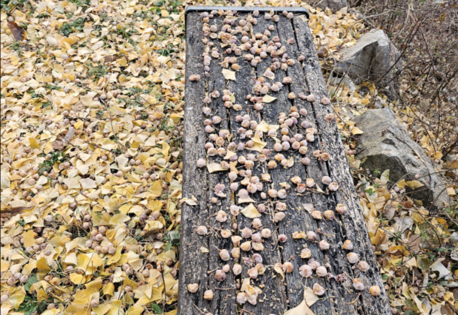 늦가을의 은행나무 열매와 은행잎 사진