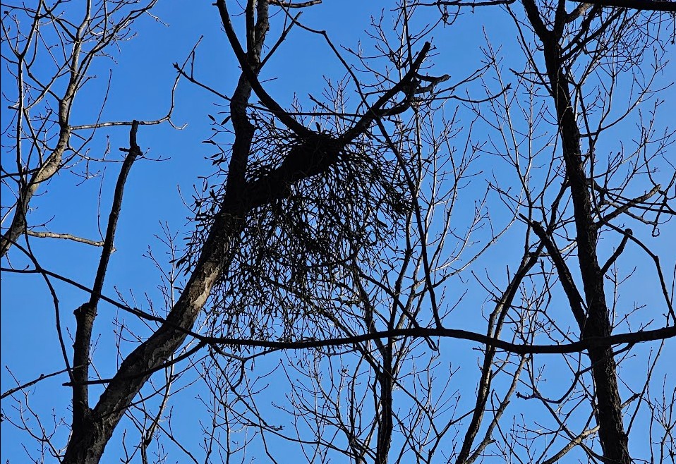 나무에 달린 겨우살이 이미지