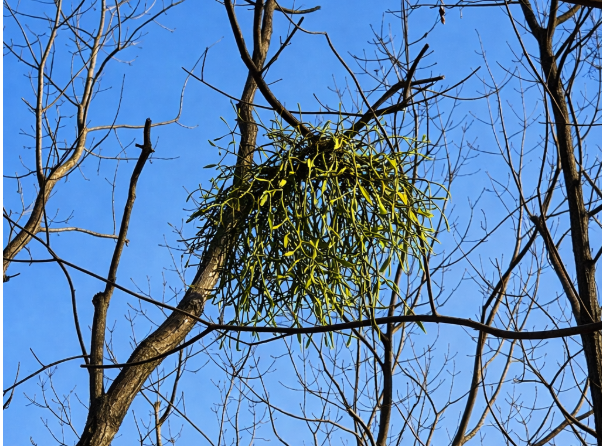 겨우살이 이미지